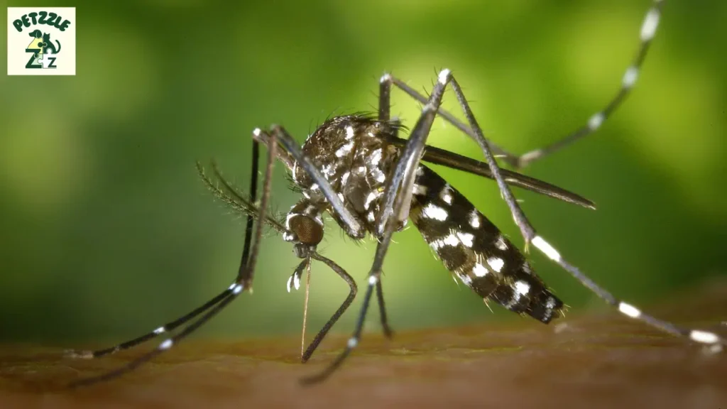 Leishmaniose