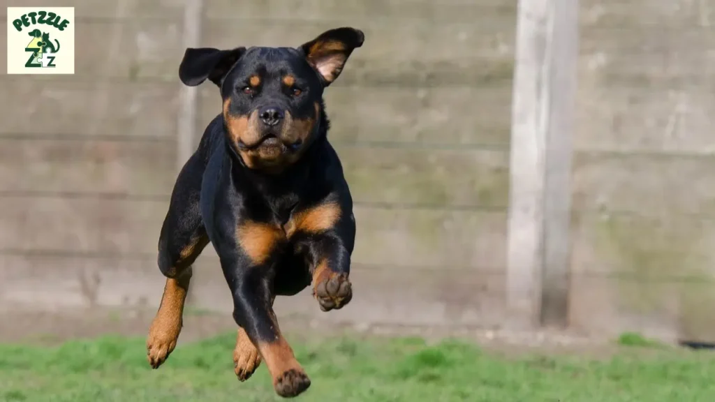 Rottweiler