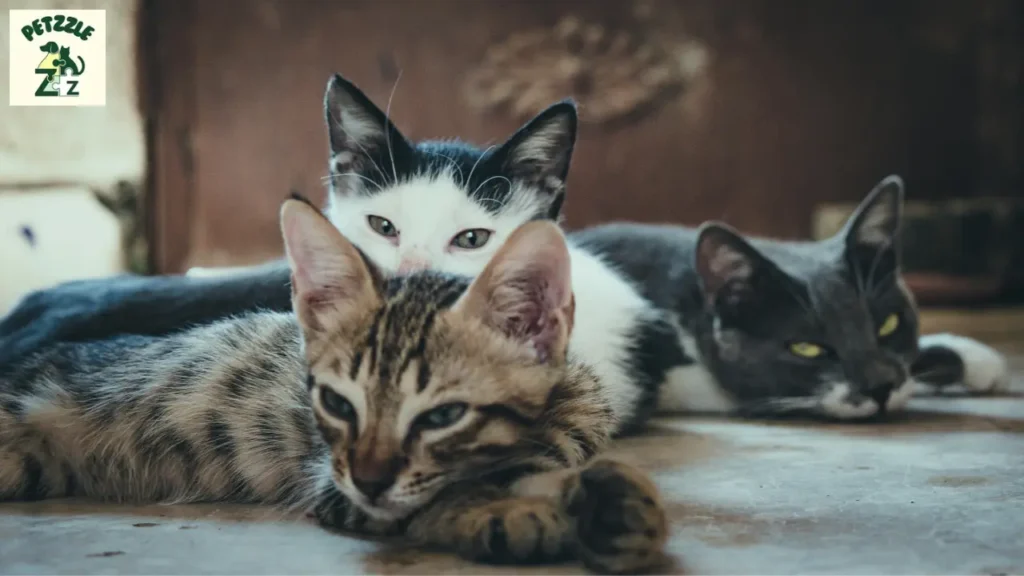 nomes engraçados de gatos