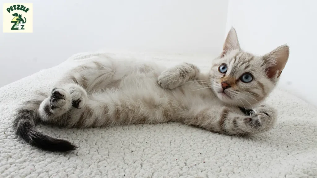 nomes engraçados de gatos