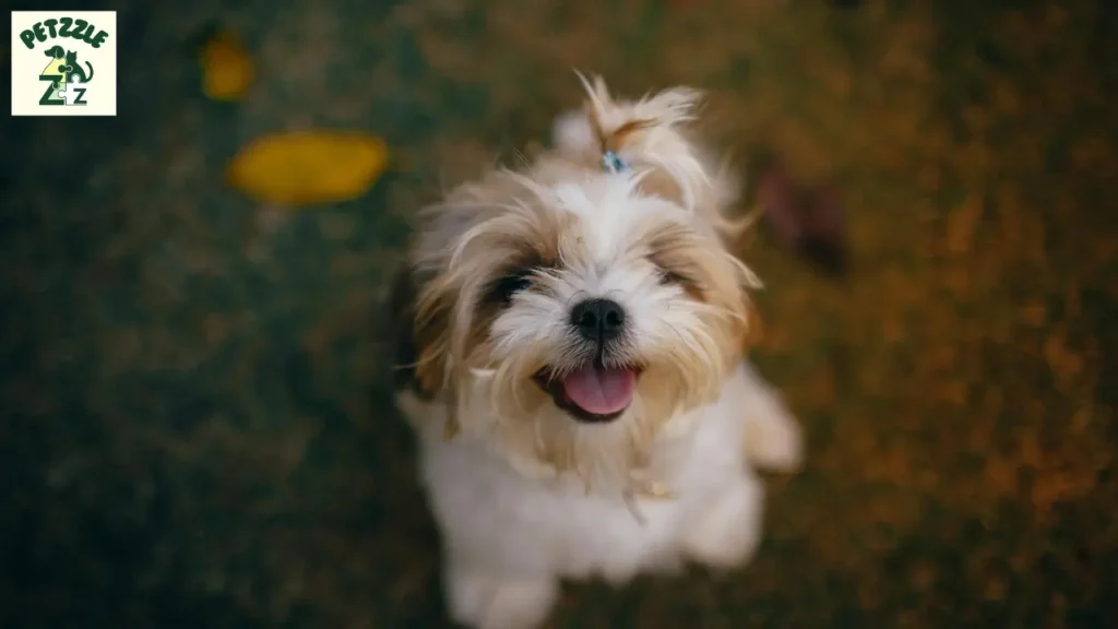 shih tzu