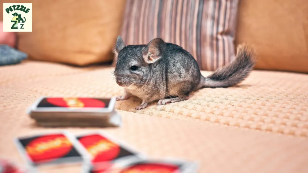 Chinchila é rato ou coelho