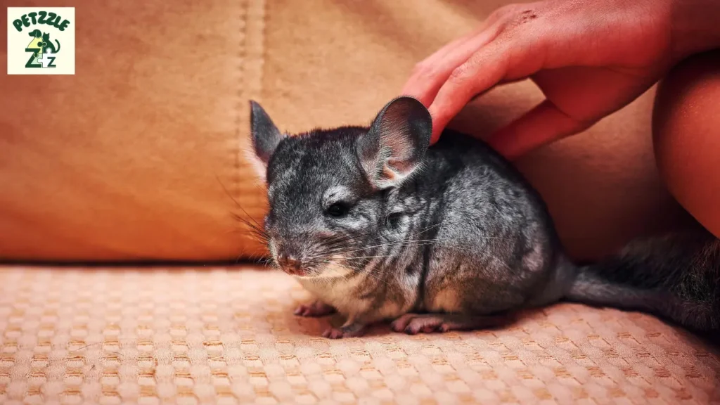 Chinchila é rato ou coelho
