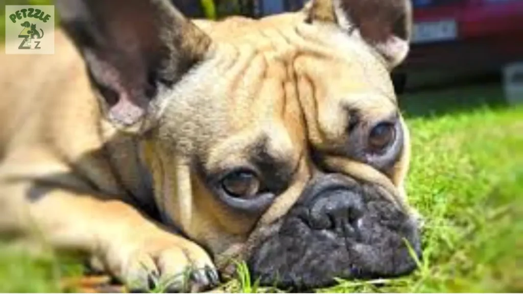 Bulldog Francês