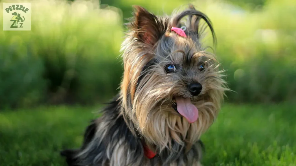 Yorkshire Terrier