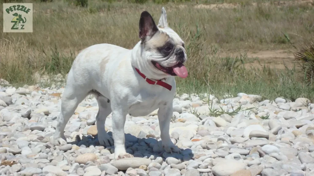 Bulldog Francês
