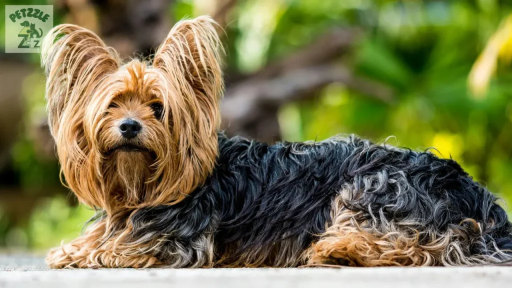 Yorkshire Terrier