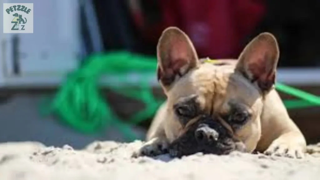 Bulldog Francês