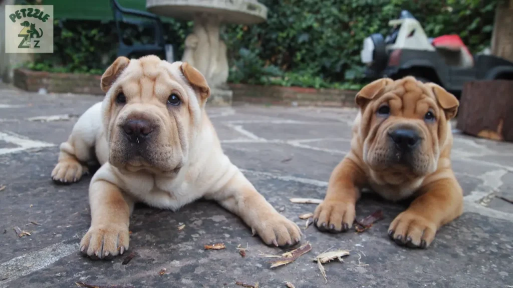 Shar Pei