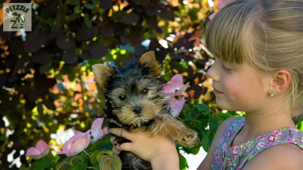 Yorkshire Terrier
