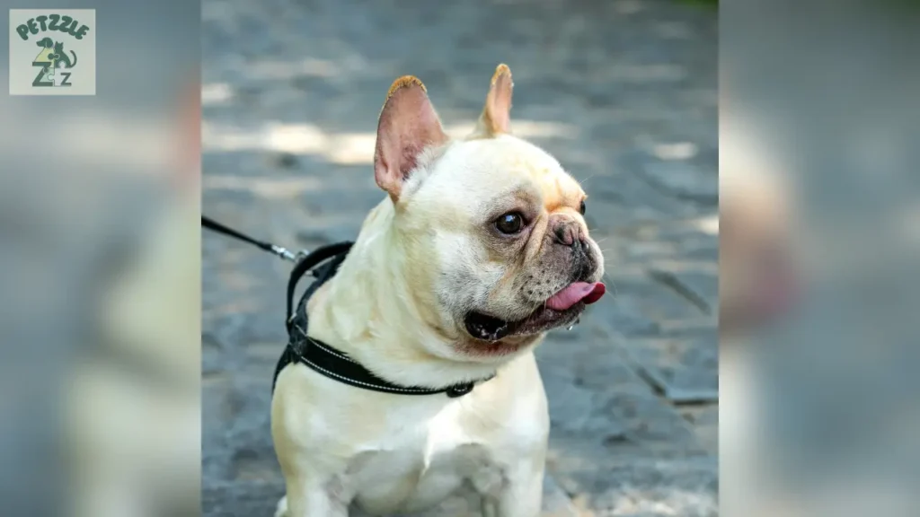 Bulldog Francês