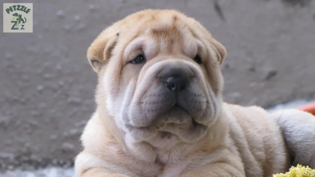 Shar Pei