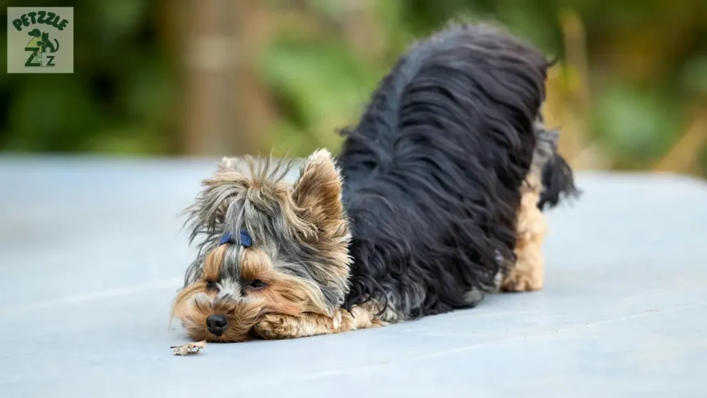 Yorkshire Terrier
