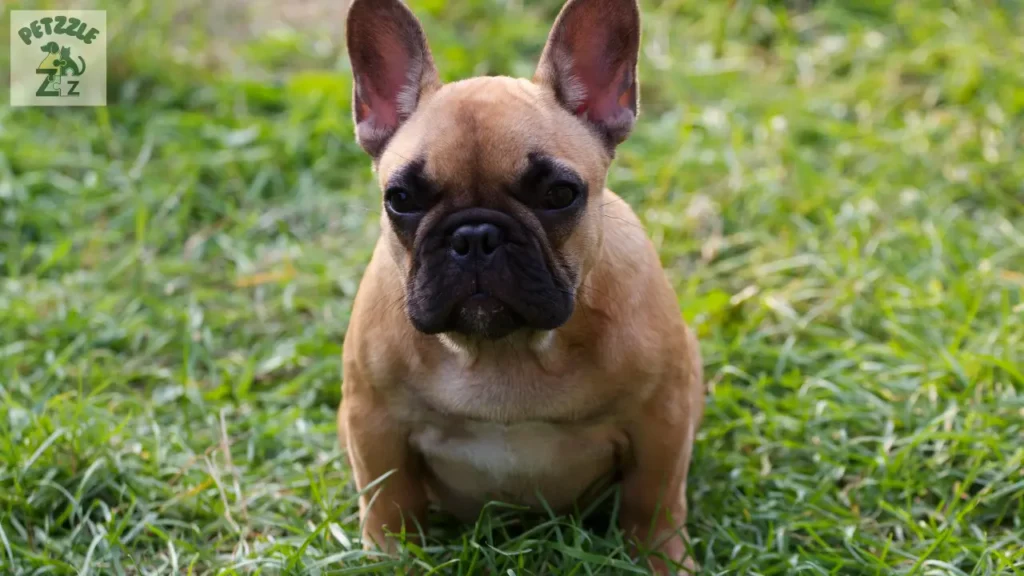 Bulldog Francês