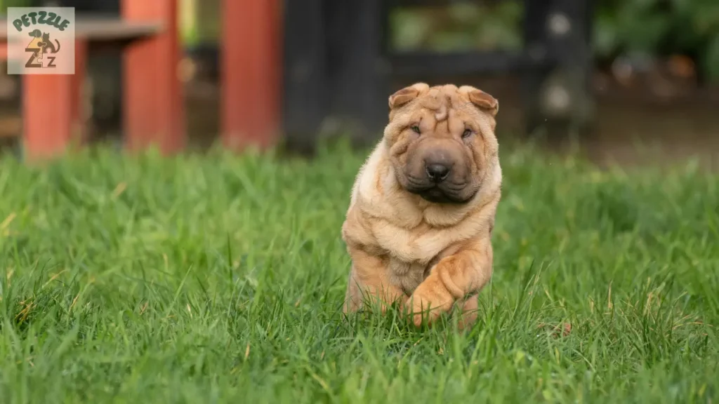 Shar Pei