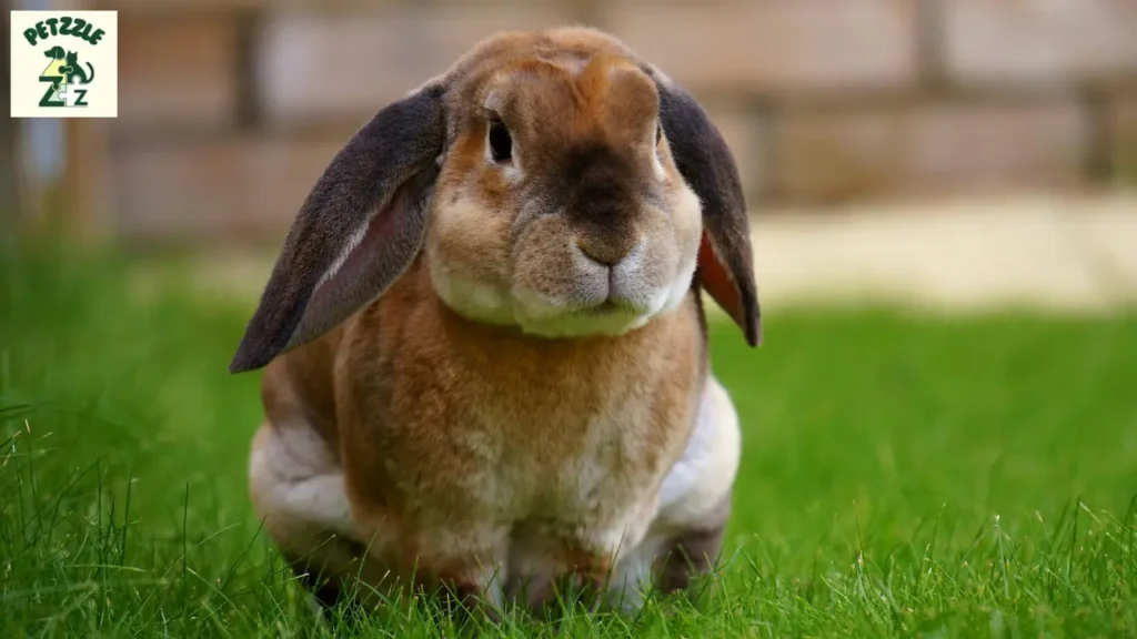 Coelho como Pet: Tudo o que Você Precisa Saber para Cuidar Bem 3 Coelho como pet