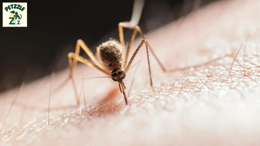 Leishmaniose: Entenda a Doença, os Sintomas e Como se Proteger 6 Leishmaniose
