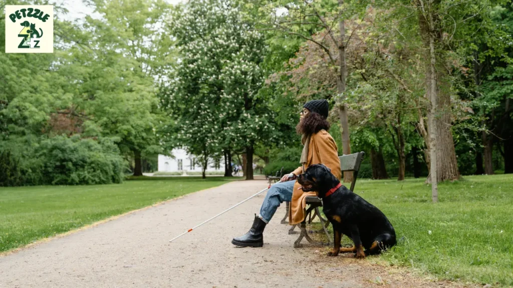 Rottweiler: O Cão Forte e Afetuoso que Você Precisa Conhecer 3 Rottweiler