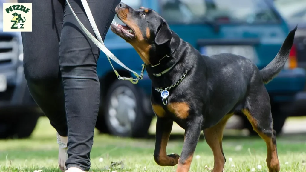 Rottweiler: O Cão Forte e Afetuoso que Você Precisa Conhecer 5 Rottweiler