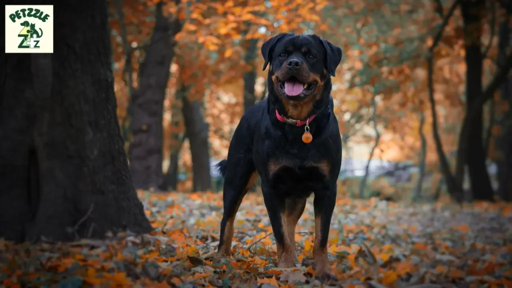 Rottweiler: O Cão Forte e Afetuoso que Você Precisa Conhecer 6 Rottweiler