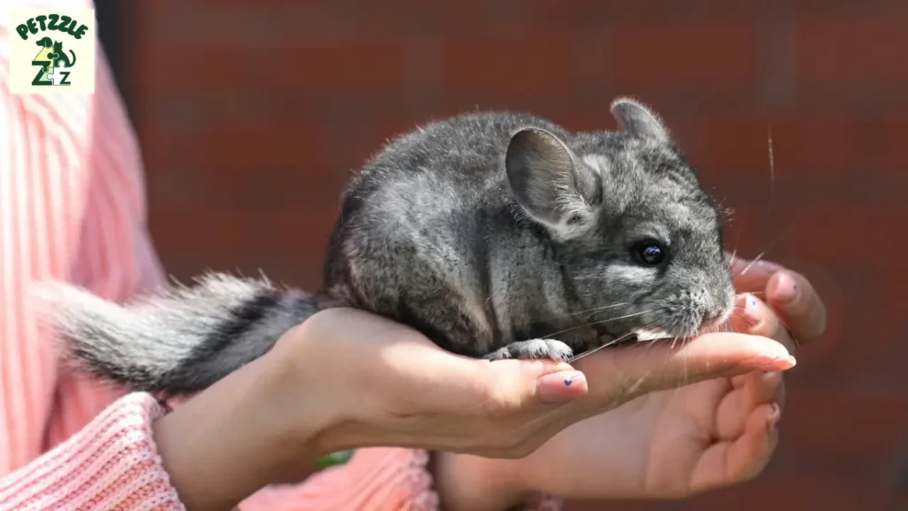 Chinchila é rato ou coelho? Veja a verdade sobre o animal 3 Chinchila é rato ou coelho
