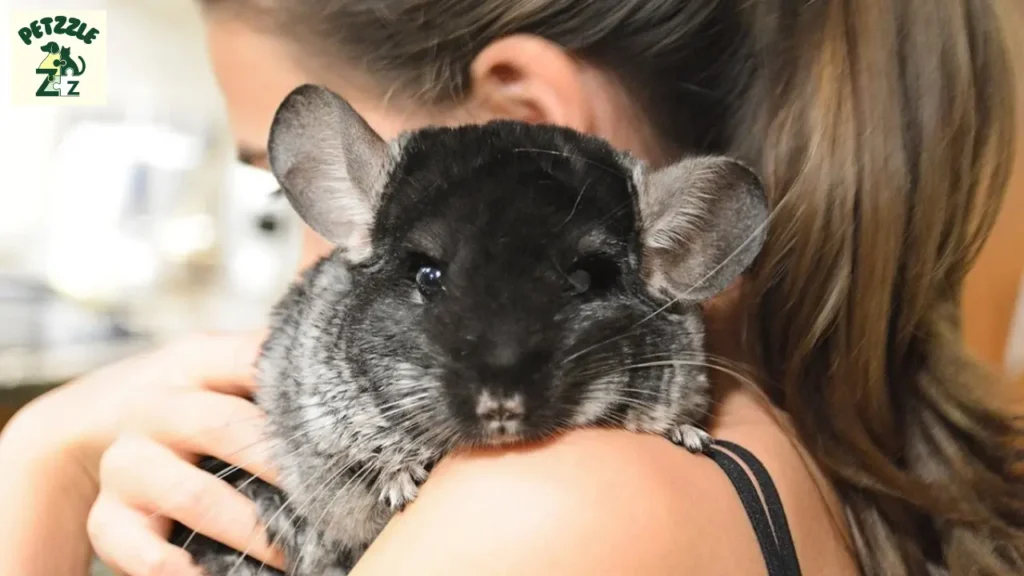 Chinchila é rato ou coelho? Veja a verdade sobre o animal 4 Chinchila é rato ou coelho