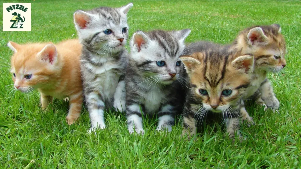 nomes engraçados de gatos