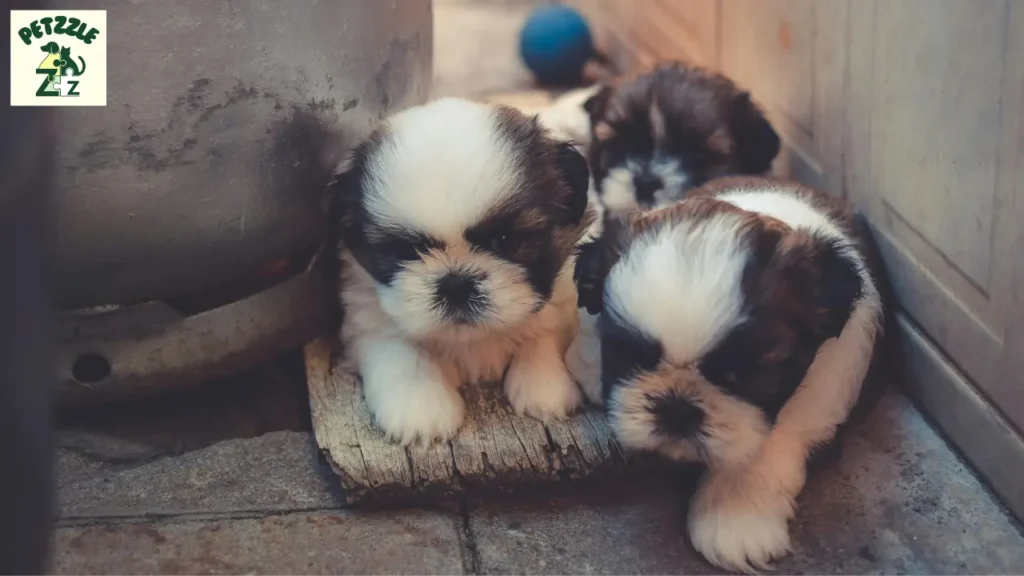 shih tzu