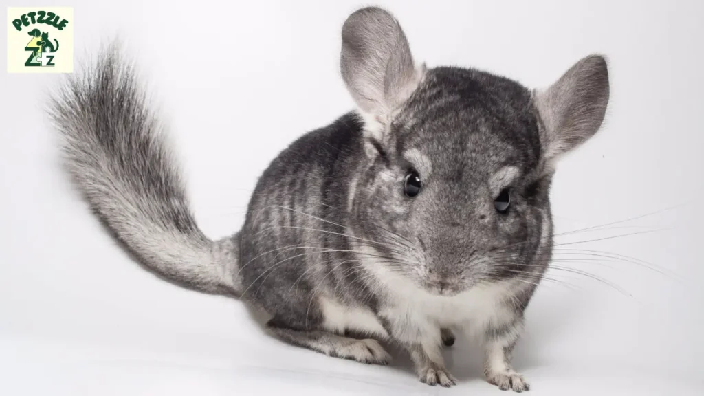 Chinchila é rato ou coelho