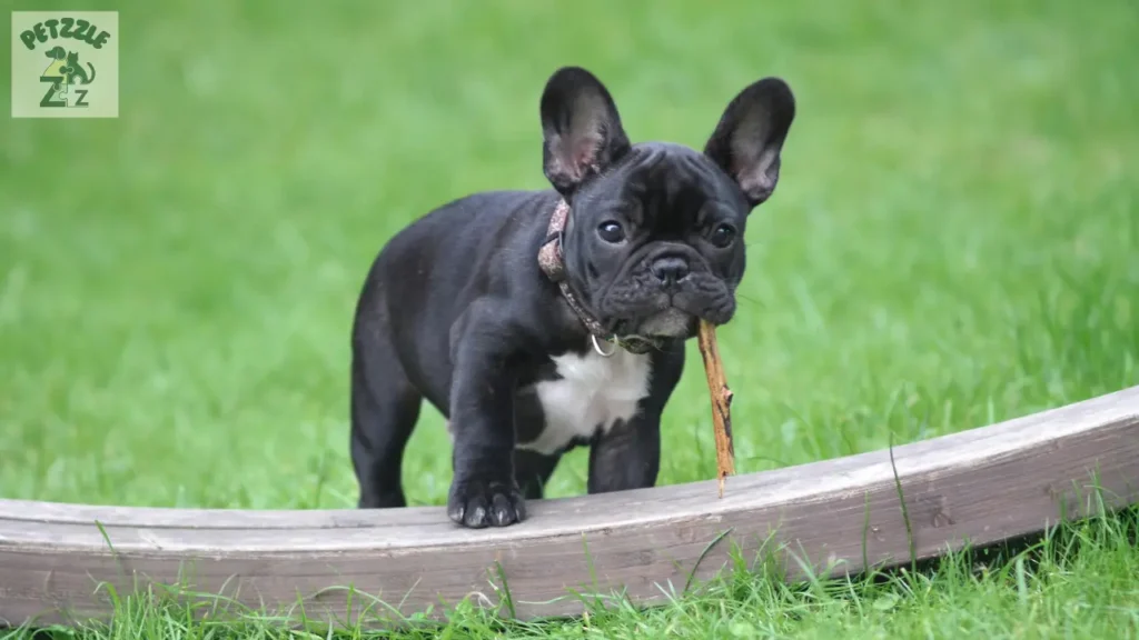 Bulldog Francês